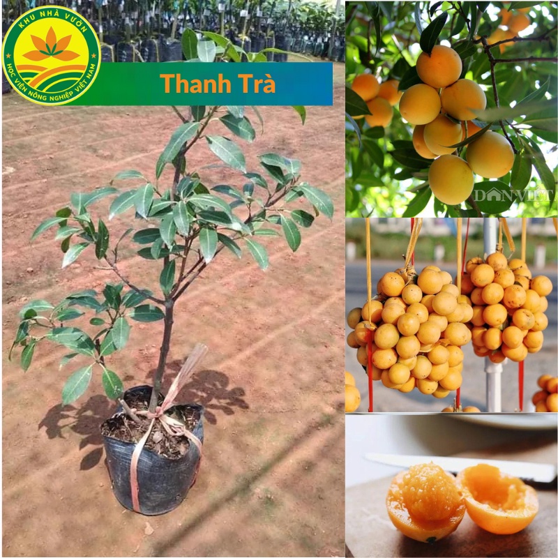 Thanh trà giống, địa chỉ bán cây giống thanh trà uy tín, cây giống chuẩn 100 %, dễ trồng