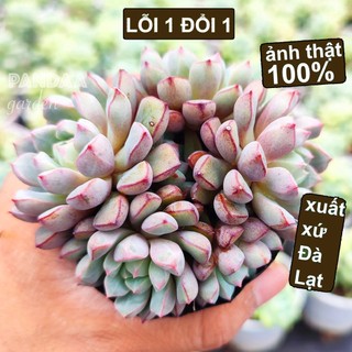 Sen Đá Kim Cương Tím Size Bé 5-8cm Siêu Cute, Vườn Sen Đá PANDAA GARDEN Xuất Xứ Đà Lạt Khoẻ Đẹp, Lỗi 1 Đổi 1