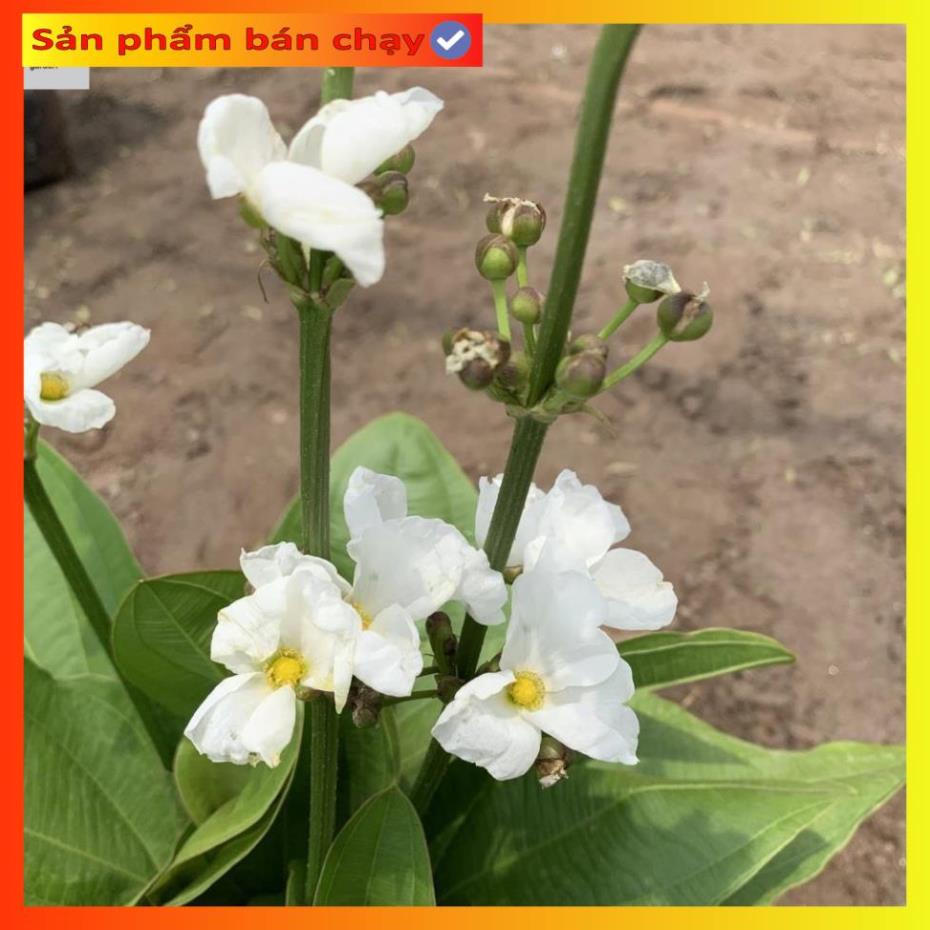 Cây bách thủy tiên cao 45cm, cây thủy sinh nở hoa đẹp, trang trí non bộ, tiểu cảnh hồ cá