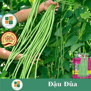 Cải chíp ( cải thìa) F1