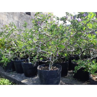 Linh sam bonsai lớn SIÊU BÔNG