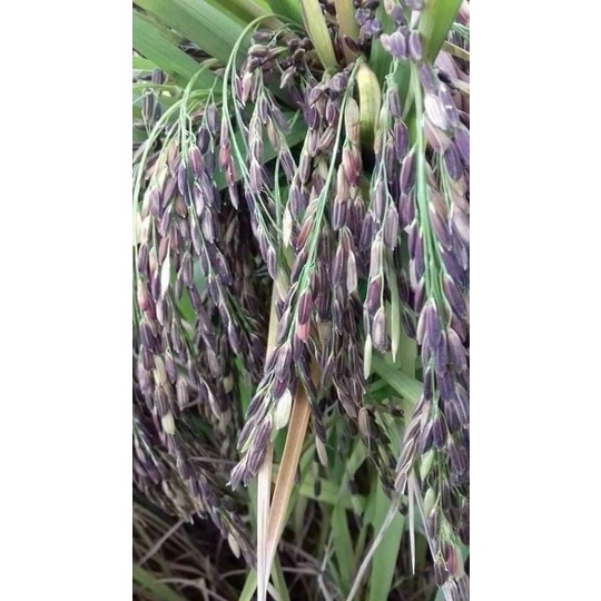 Gạo lứt đen Điện Biên - Ship hoả tốc Hà Nội