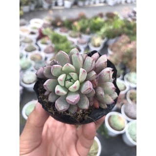 Sen Đá Ruby Tím Size Bầu Lỗi 1 Đổi 1