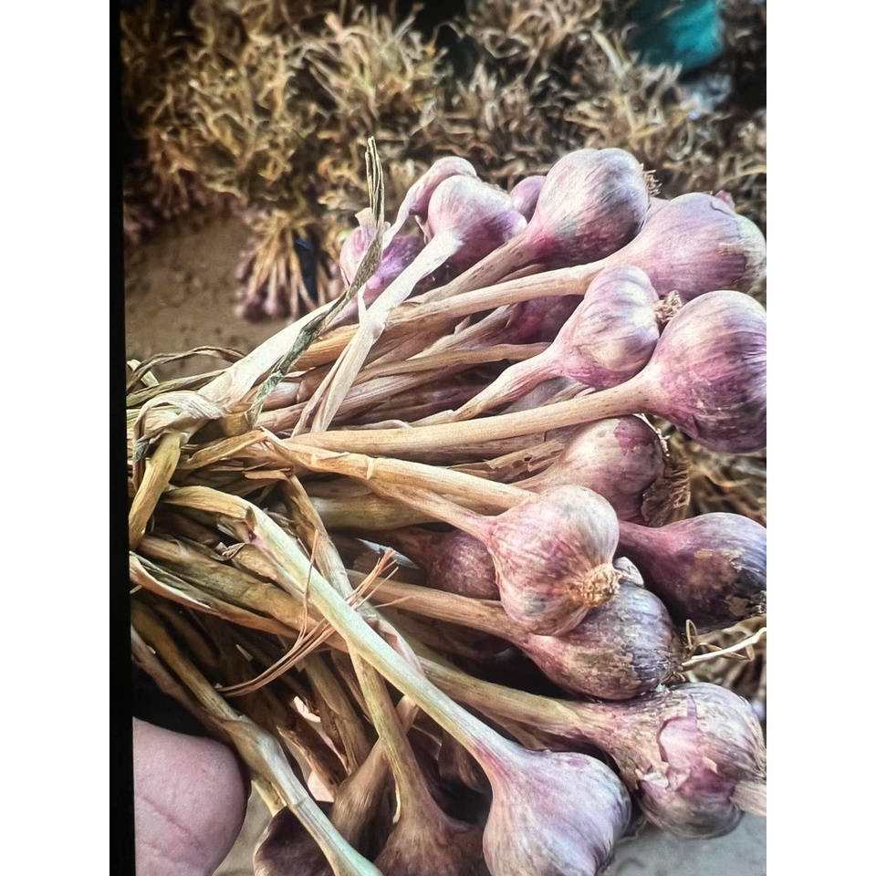 Tỏi ta khô kinh môn HẢI DƯƠNG