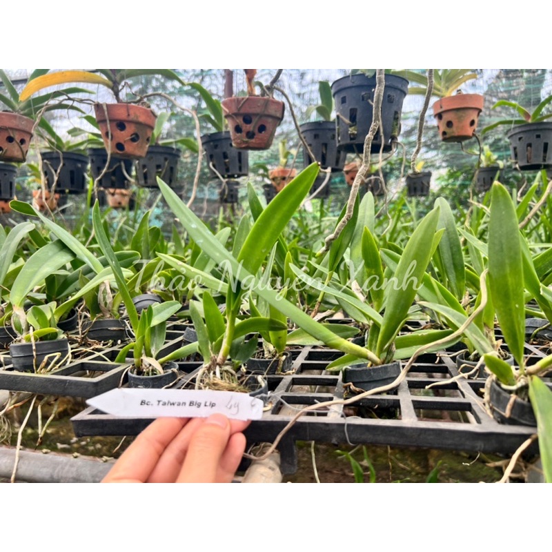 Cattleya Bc. Taiwan Big Lip  TNX-49