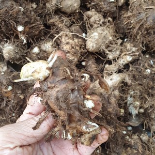 1kg củ lùn giống