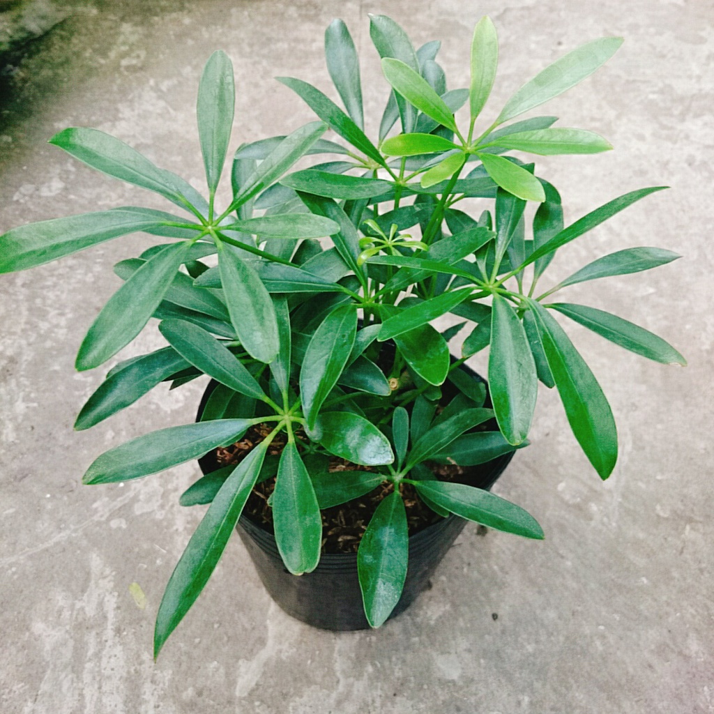 Cây Ngũ Gia Bì - Cây Đuổi Muỗi