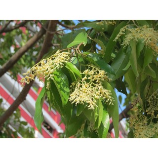 Cây gỗ sao đen giống