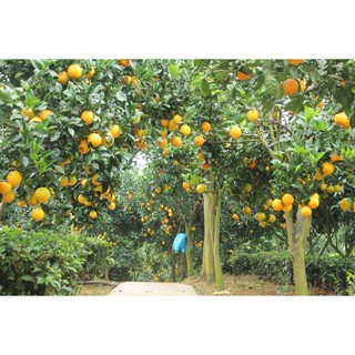 Cây cam vàng Navel giống