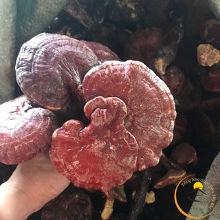 Nấm linh chi đỏ rừng Tây Bắc, nấm linh chi ngâm rượu. Thảo dược quý nấm linh chi đỏ, nấm lim xanh thu hái phơi khô