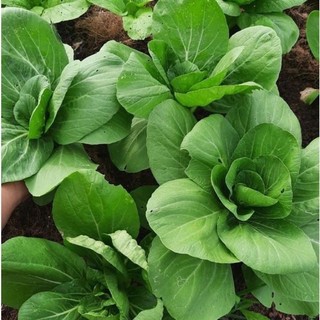 Cải chíp ( cải thìa) F1