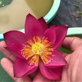 Củ giống sen mini Tú Mạc - Mini Garden