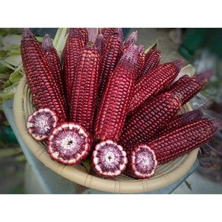 Hạt giống bắp nữ hoàng đỏ gói 50 hạt