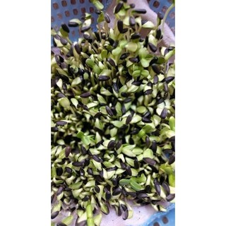 HẠT GIỐNG RAU DỀN ĐỎ (gói 10g)