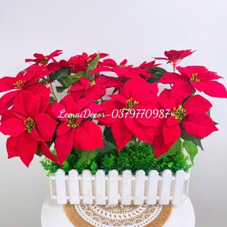 Chậu cây trạng nguyên để bàn phòng khách, decor quán , nhà hàng