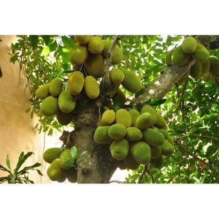 Cây giống mít tố nữ siêu sớm