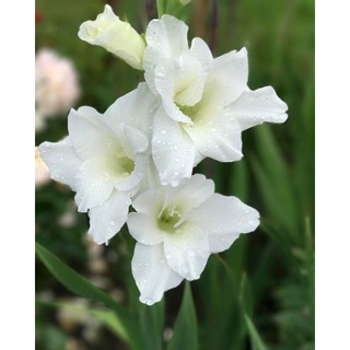 Củ hoa lay ơn trắng (Củ giống nhập ngoại)