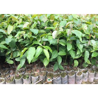 Cây gỗ sao đen giống