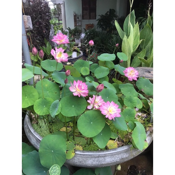 Củ sen mini Pink butterfly