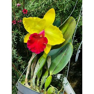 Lan Cattleya Hoa vàng lưỡi đỏ Amaki hoa thơm