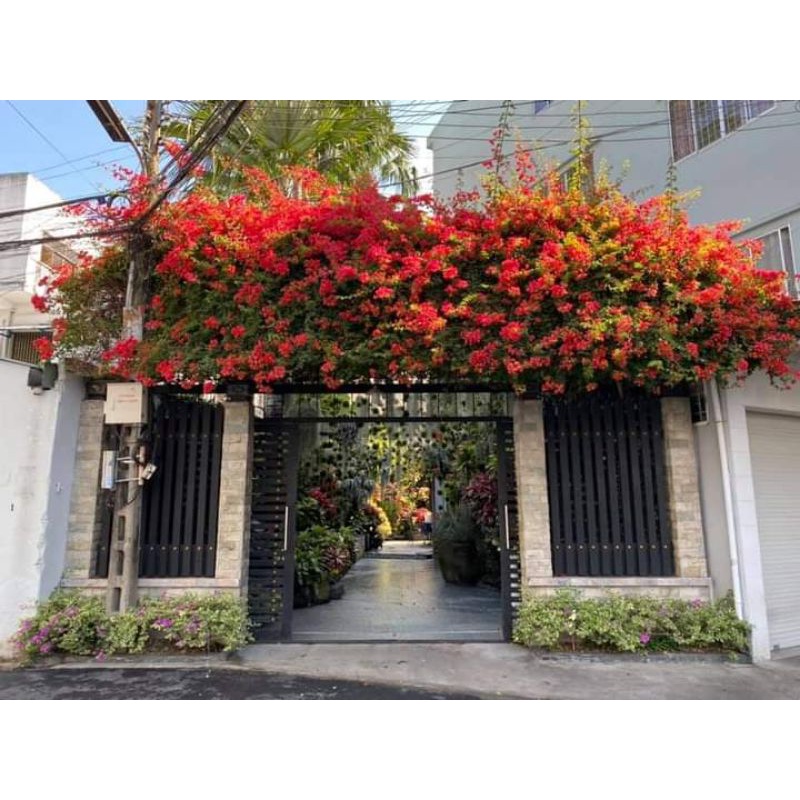 Cây 🌲 Giấy thái .... đỏ cờ ( siêu hoa) leo