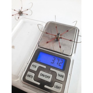 lưỡi câu lục cỡ 6 các phom dáng,lưỡi lục giành cho câu rô mà , câu lục cần tay