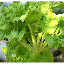 Hạt giống cải bẹ dúm 10gram