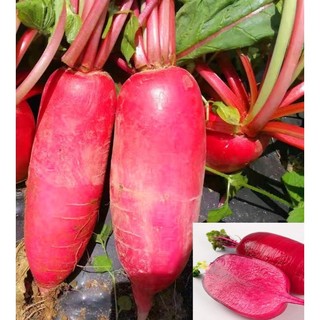 Hạt giống củ cải đỏ dài 100 hạt