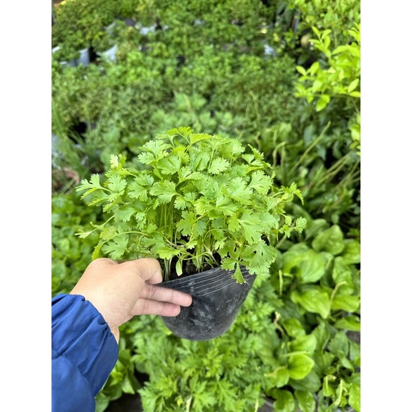 Rau thơm, rau gia vị đầy đủ các loại chậu như hình, rau sạch nhà trồng