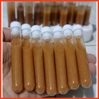 Artemia ấp sẵn - cho cá ăn trực tiếp