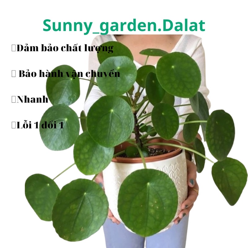 Chậu cứng Pilea peperomioides- Cỏ gương lớn