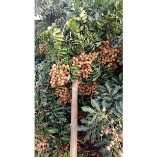 Cây giống nhãn tiêu da bò