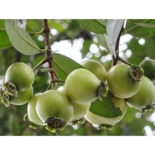 Cây giống mận roi lý