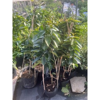 Cây bằng lăng thái màu tím