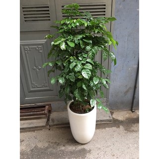 Cây hạnh phúc trồng chậu sứ