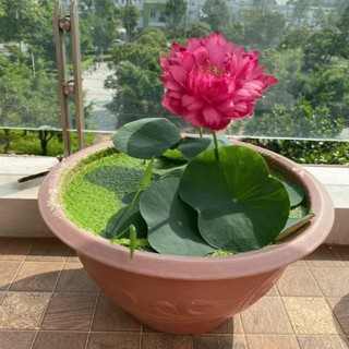 Hoa Sen - cây thật giao hoả tốc- Đã sẵn hoa