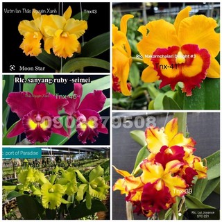[Rẻ Vô Địch] Lan Cattleya Hoa To Nhiều Màu Sắc Hoa Thơm Ngát Cả Khu Vườn
