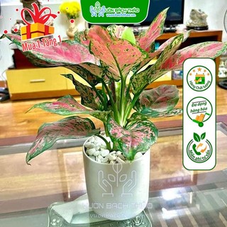 Cây Vạn Lộc Để Bàn