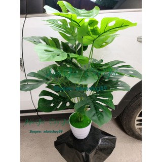 Cây giả - Cây lá rùa lớn 18 lá cao 75cm trang trí nội thất sang trọng