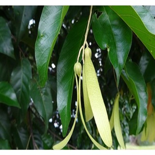 Cây gỗ sao đen giống