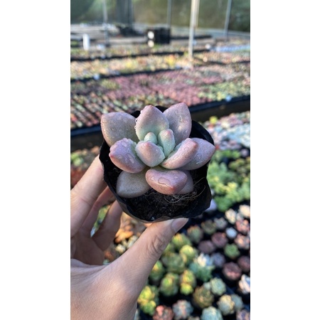 Sen đá Sỏi anh đào size bầu 5cm Hư 1 Đổi 1