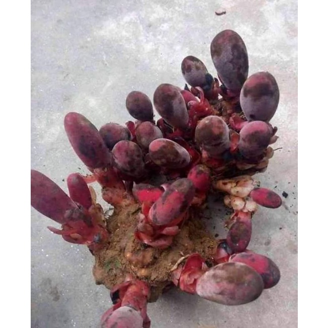 Nấm Ngọc cẩu tươi và khô 1kg