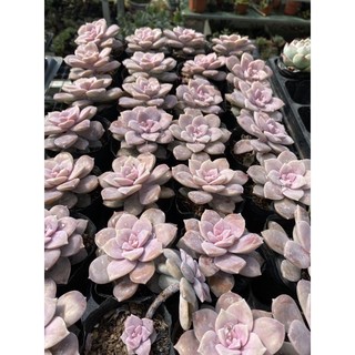 Cây sen đá đĩa ánh hồng🌵 ❣ [Chính hãng]⚡ [Ảnh thật] ❤ [FreeShip] ✈ [Có sẵn]