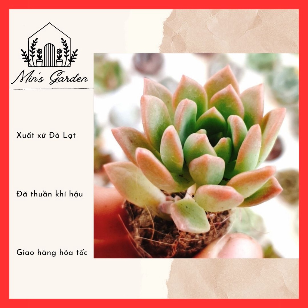 Sen đá mặt trời size mini 🔥FREE SHIP🔥 Xuất xứ Đà Lạt, đã thuần khí hậu