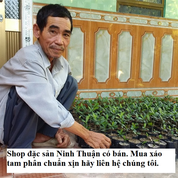 1 Cây Giống Xáo Tam Phân ( Thần xạ , Thần Dược ) ngừa và chữa 5 bệnh ung thư mà Y học Hiện đại bó tay.