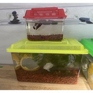 Hộp Mika 3 size Đựng Cá , Chuột Hamster
