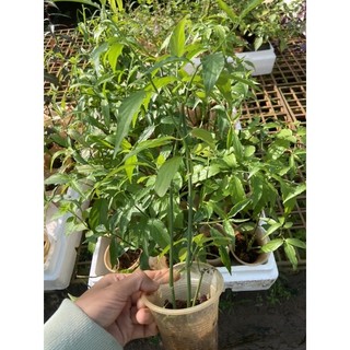 Cây giống xương khỉ