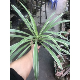 cây cỏ lan chi, cây cỏ chỉ