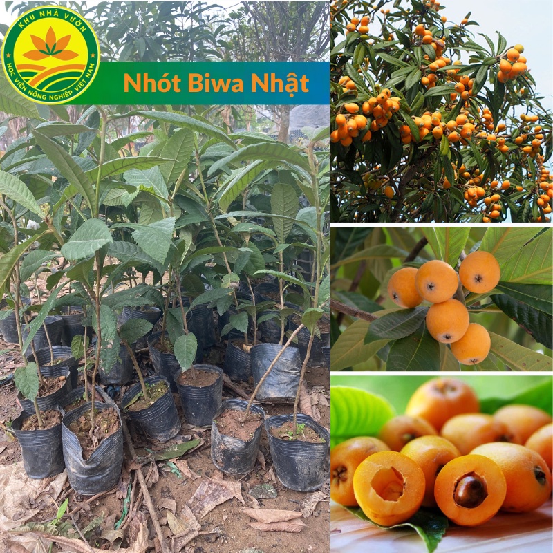 Cây giống biwa - Nhót nhật bản: Quả ngon, mùi thơm và giá trị kinh tế cao, có thời điểm quả lên đến vài triệu 1kg