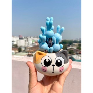 Sen đá tai thỏ xanh dương làm từ đất sét